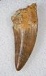 Raptor Tooth From Wyoming - Lance Creek Formation #17203-1